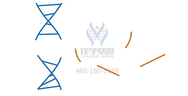 <b>【Ebpay基因检测</b>