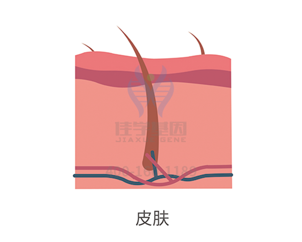 【Ebpay基因解码-基因检测】头发脆弱易折断也是基因惹的祸？